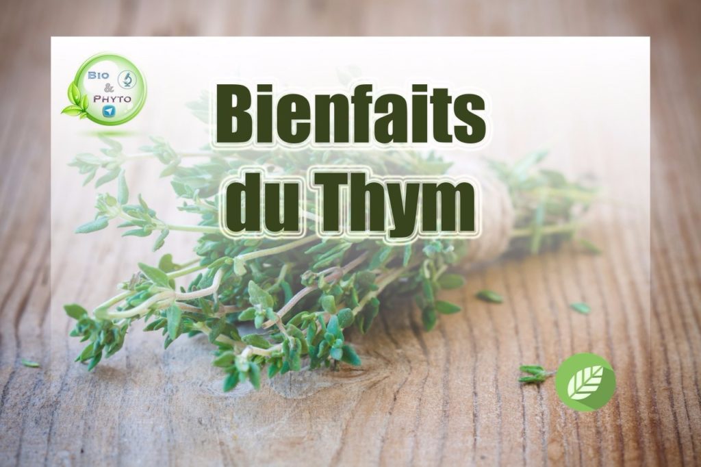 Le Thym ???? – Bio & Phyto ????